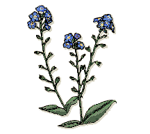 Forget-Me-Nots