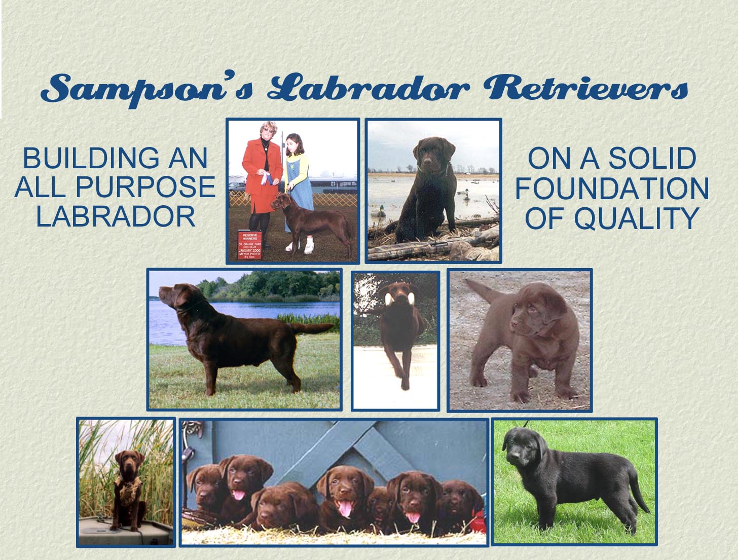 Sampsons labrador Retriever