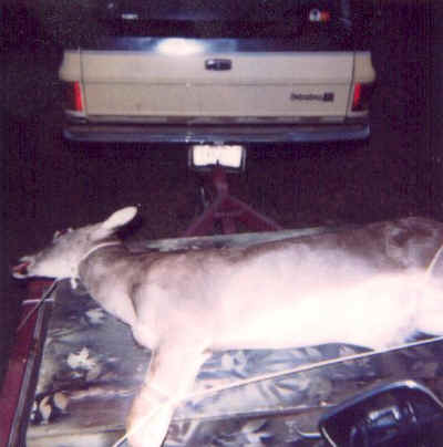 DeadlyDeer.jpg (53567 bytes)