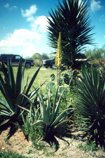 aloe00.jpg (186574 bytes)