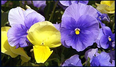 
blue and yellow pansies