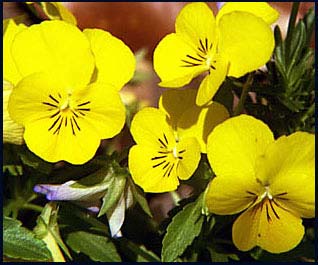 yellow and blue pansies