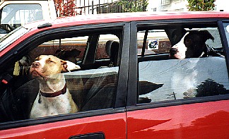 Dogs in Car!