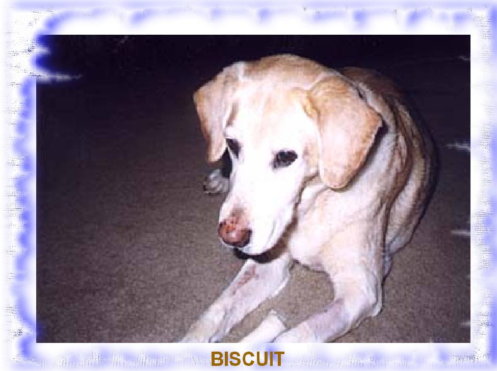 biscuitlp