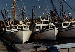 Fishing boats on Grand Manan Island