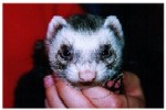 ferret1