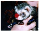 It's Rudolph the red-nosed ferret!