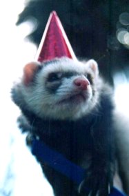 Merlin the ferret