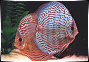 Discus 3