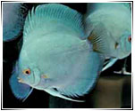 Discus 2