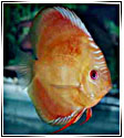 Discus 1