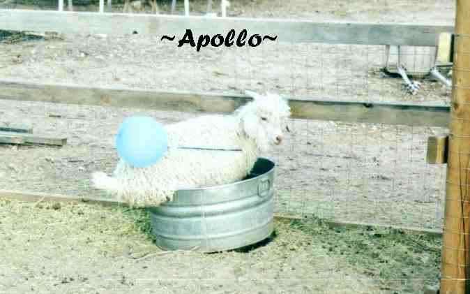 Image of apollotub.jpg