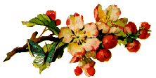 Image of appleblossoms.gif