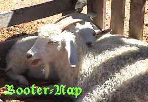 Image of booters725_nap.jpg