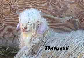 Image of darnella.jpg