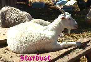 Image of stardusta.jpg