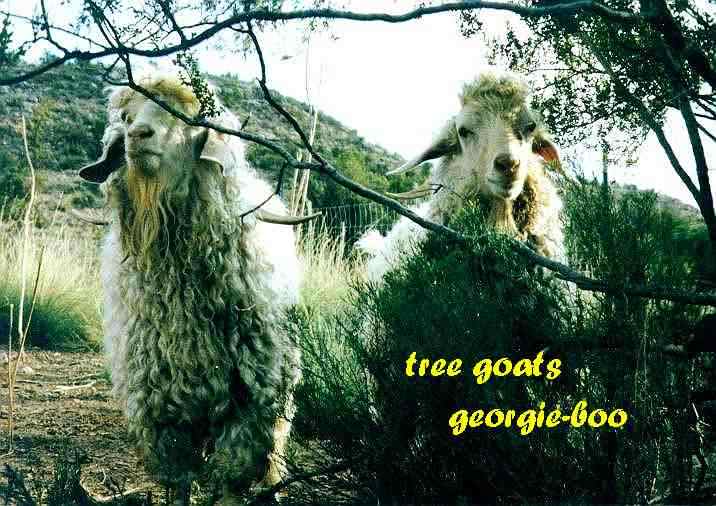 Image of treegoats.jpg