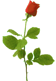 rose6r.gif