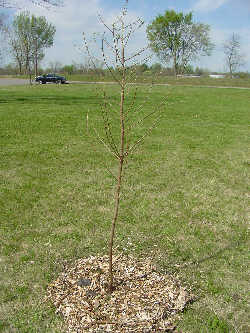 planted tree