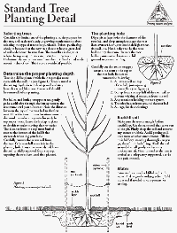 New Standard Tree Planting Detail image