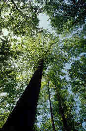 Looking up a tree