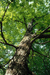 Looking up into a tree canopy