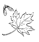 sugar maple leaf and fruit