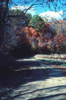 woodland road scene