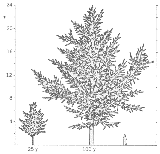 ginkgo sihloette