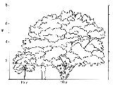 amur maple sihloette