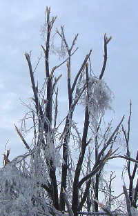 broken tree top