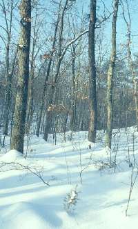 Snow covered woodland