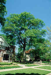 large tree in yard