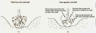 proper tree planting diagram