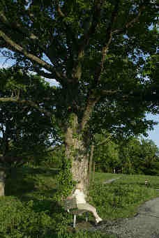 sitting under large tree