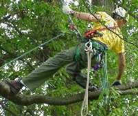 Climber in tree