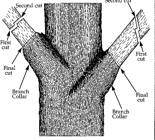 pruning examples - click to see larger version