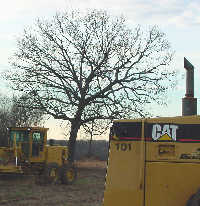 construction site with tree