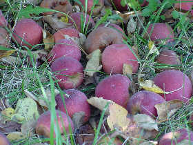 red delicious apples on ground