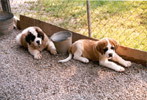 Slaton puppies #2