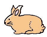 Bunny