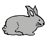 Bunny