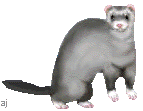 Gray Ferret