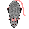 Gray Rat