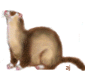 Tan Ferret