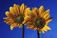 sunflowers.GIF (19697 bytes)