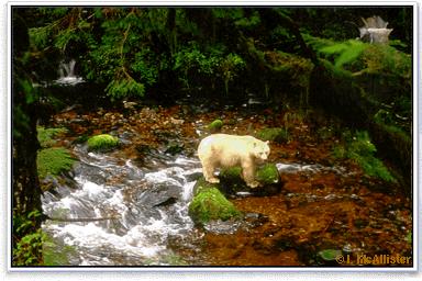 KERMODE BEAR of British Columbia