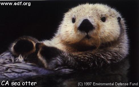 CA Sea Otter