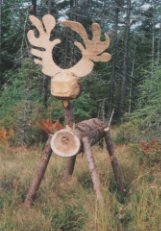 The only Moose in Maine