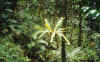 A "bird's nest" suspended by a vine, in the tropical Daintree Rainforest